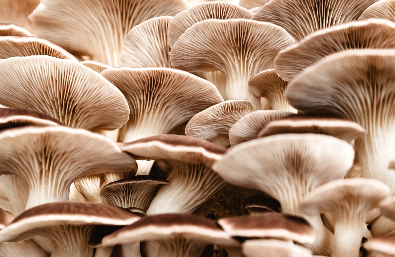 Bella Mushrooms